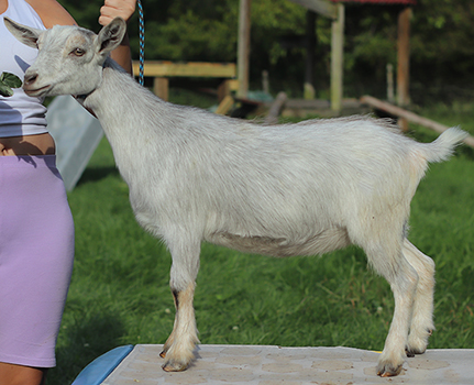 Lesperance Siren's Curse